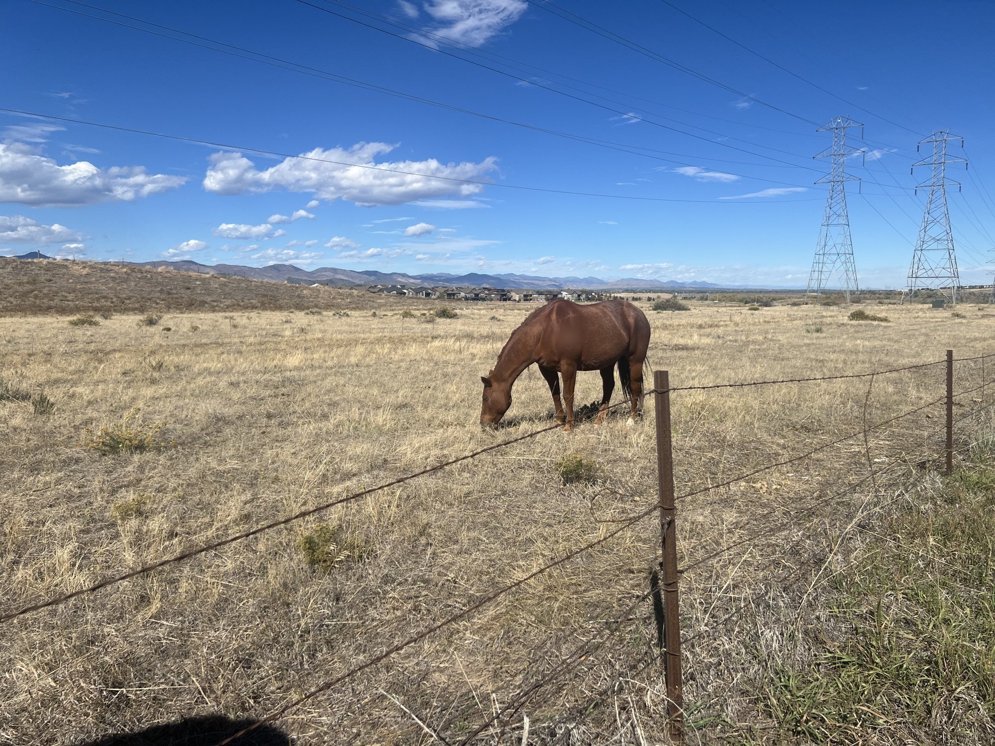 A sorrel grazing a fall pasture, with new homes and power lines behind.