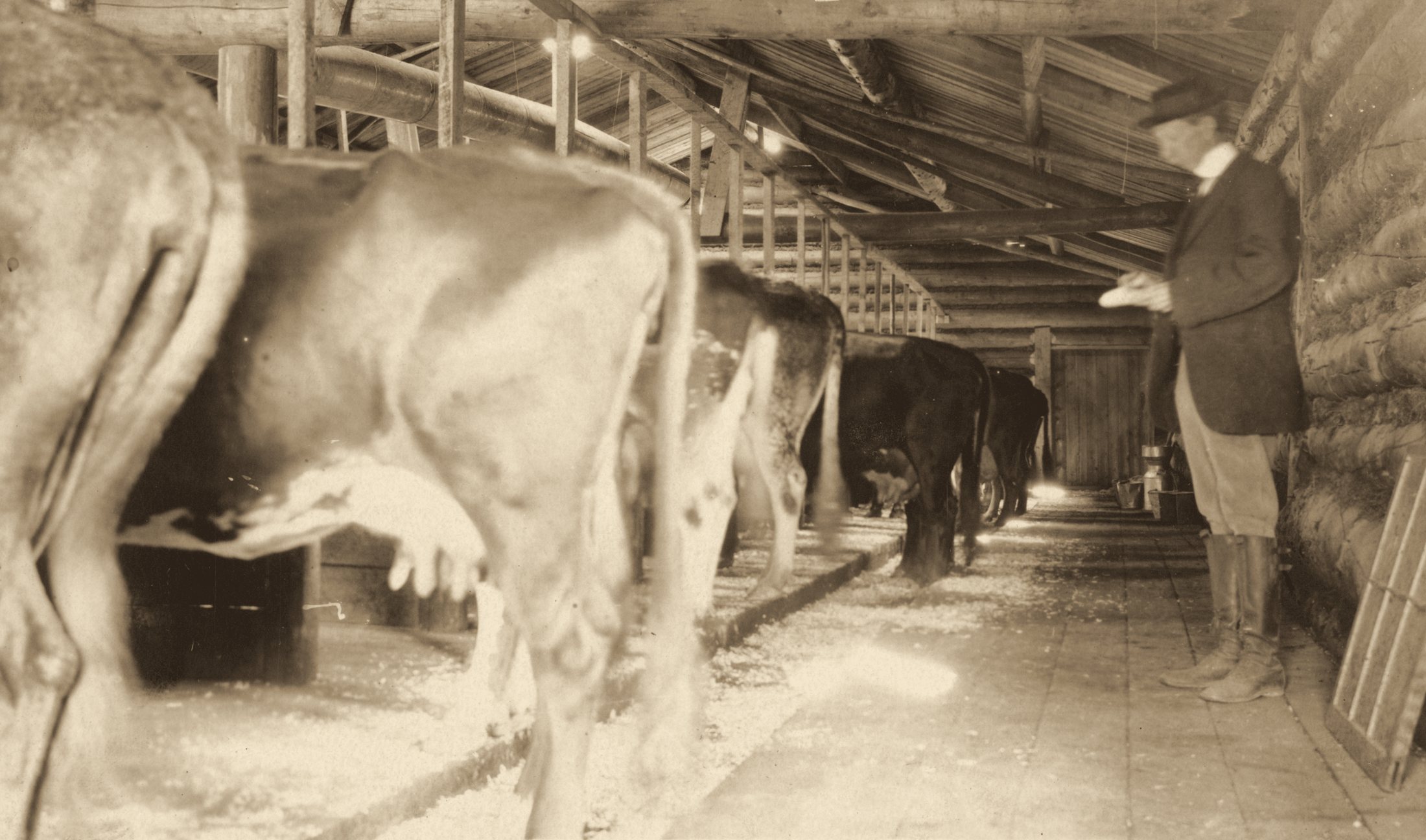 Inside a dairy barn in the early 1900s, cows in their stalls and a man checking the herd.