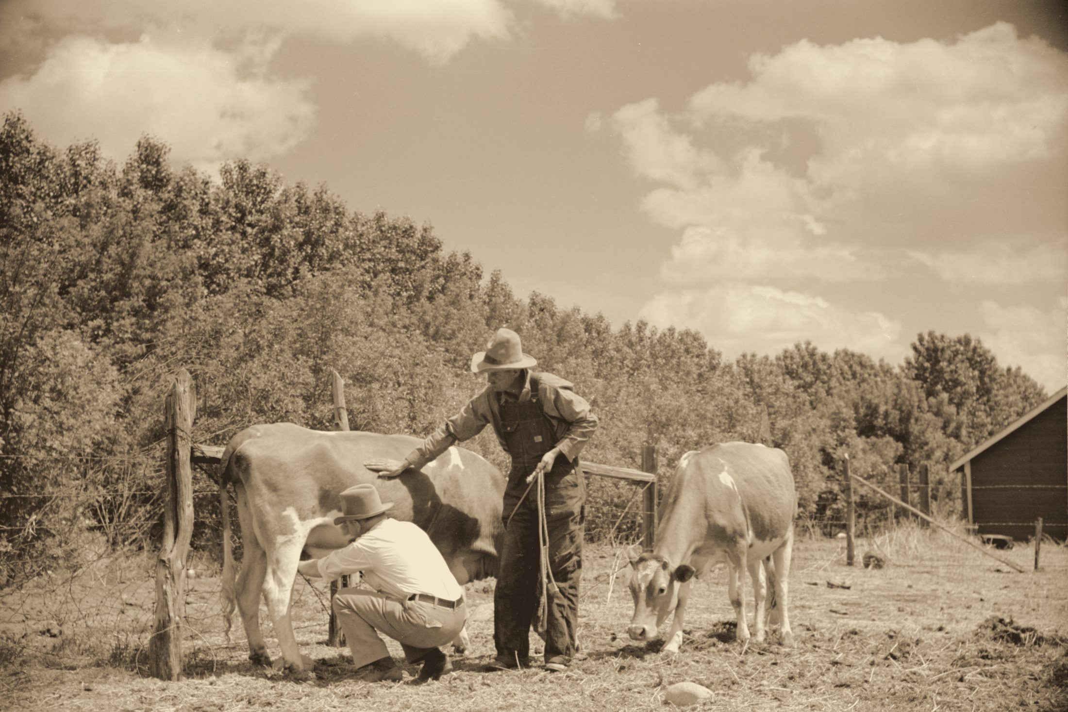 A man kneels to check a dairy cow while the farmer steadies her in a fenced pen.